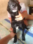 Pretinha