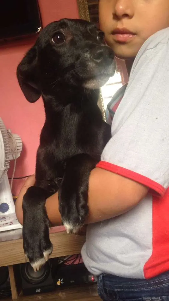 Cachorro raça Vira lata idade 7 a 11 meses nome Pretinha
