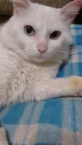 LIPI