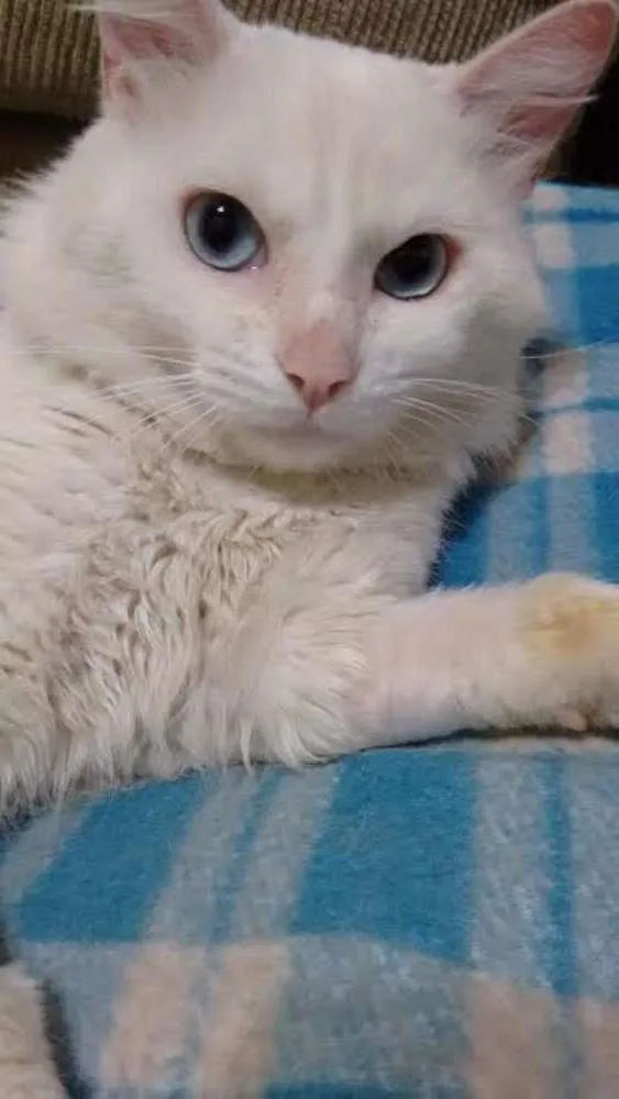 Gato ra a  idade 1 ano nome LIPI