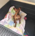 Dora