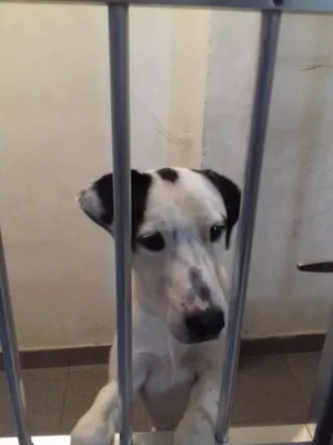 Cachorro raça Não  definida idade 1 ano nome Marley