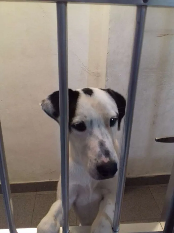 Cachorro ra a Não  definida idade 1 ano nome Marley