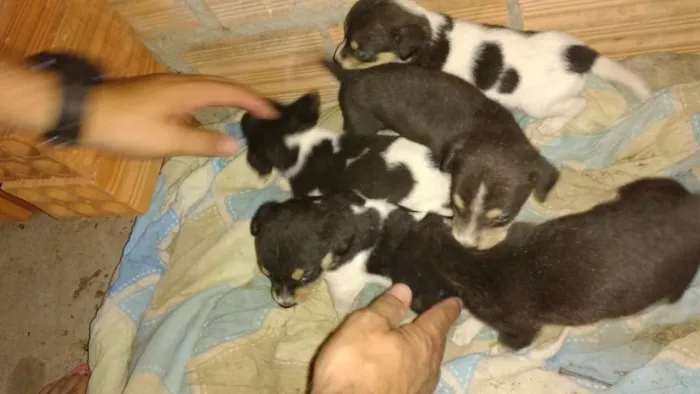 Cachorro ra a Srd idade Abaixo de 2 meses nome Pitutinhos