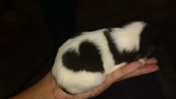 Cachorro ra a Srd idade Abaixo de 2 meses nome Pitutinhos