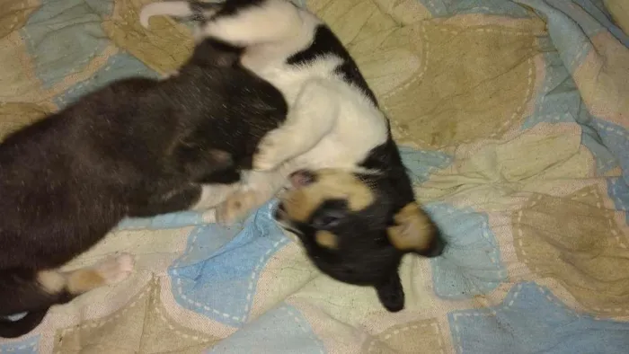 Cachorro ra a Srd idade Abaixo de 2 meses nome Pitutinhos