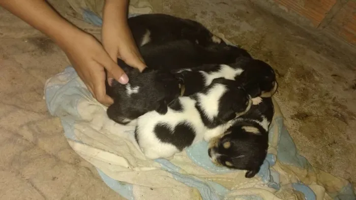 Cachorro ra a Srd idade Abaixo de 2 meses nome Pitutinhos