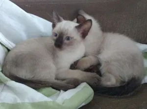 Gato raça  idade 2 a 6 meses nome Não tem nome ainda