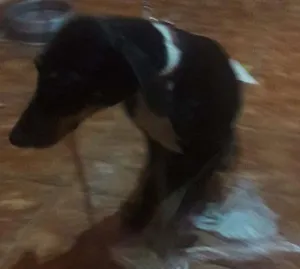 Cachorro raça Vira lata idade 2 a 6 meses nome Luna