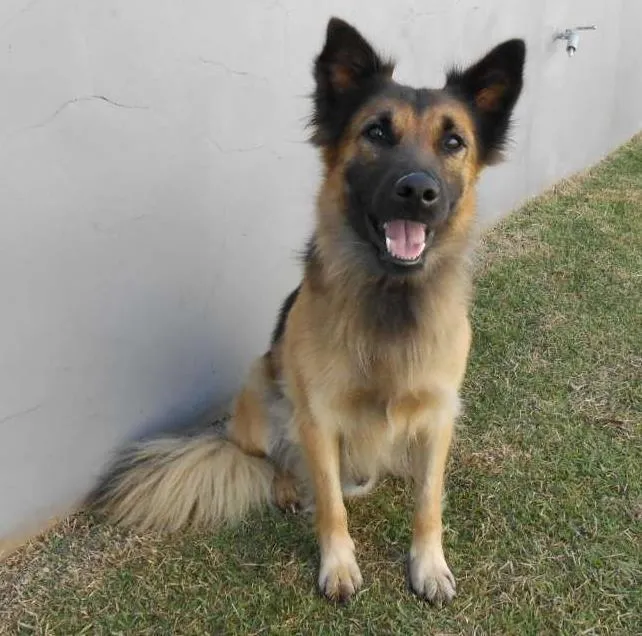 Cachorro raça Misto pastor alemão idade 2 anos nome Thor