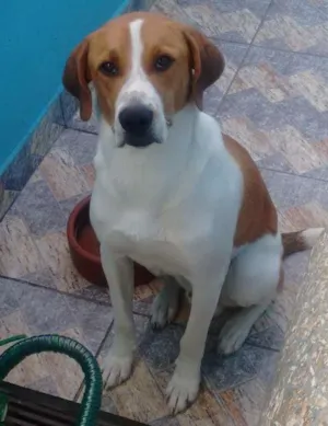 Cachorro raça  idade 7 a 11 meses nome Billy