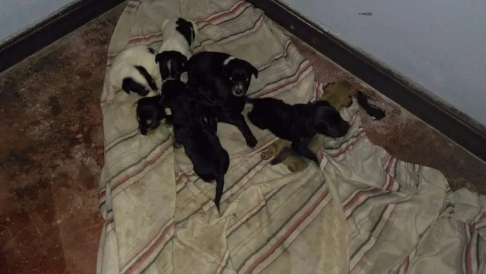 Cachorro ra a Sem raça idade Abaixo de 2 meses nome Filhotes