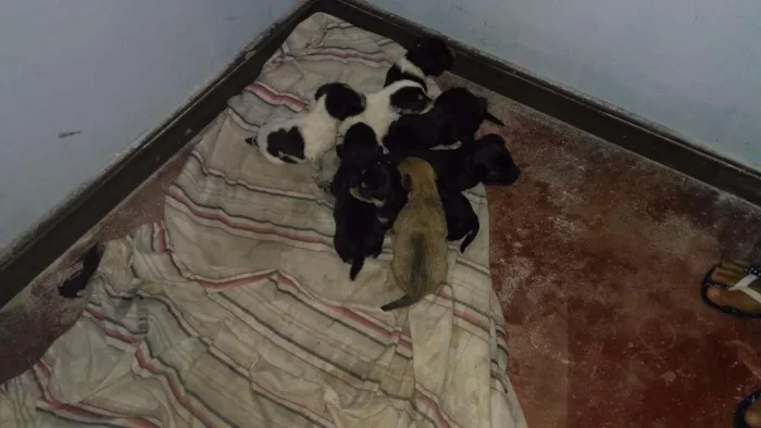 Cachorro ra a Sem raça idade Abaixo de 2 meses nome Filhotes