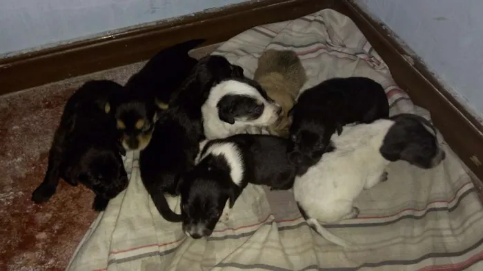 Cachorro ra a Sem raça idade Abaixo de 2 meses nome Filhotes