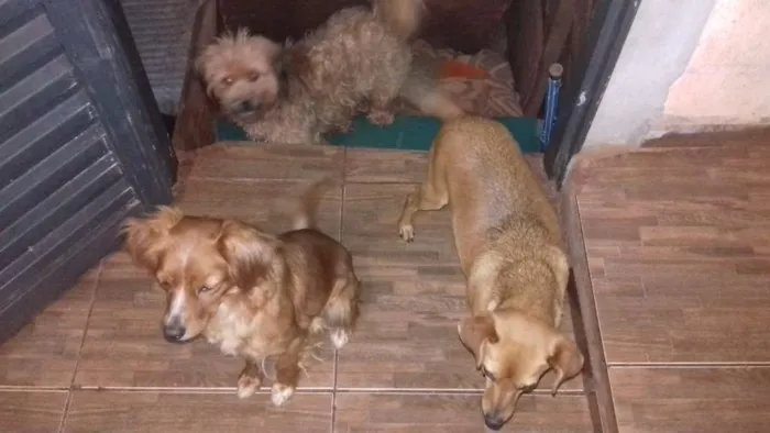 Cachorro ra a Sem rraça definida e a belinha é poodle idade 2 anos nome Bob lece belinha