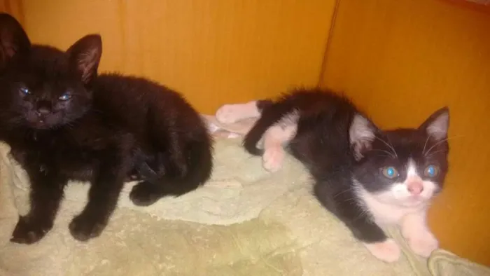 Gato ra a  idade  nome filhotes 