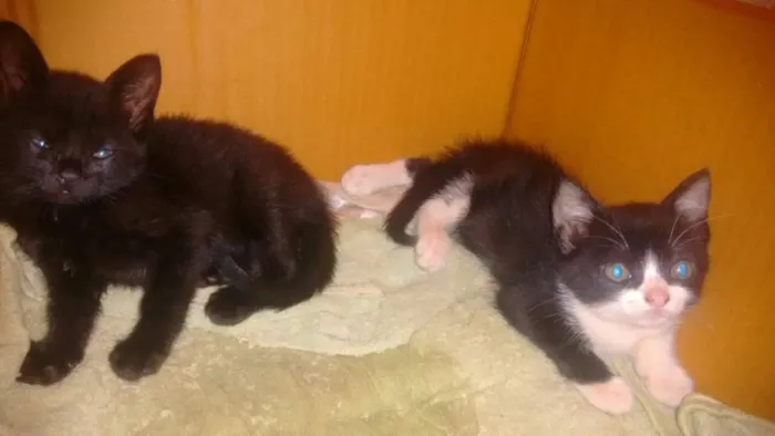 Gato ra a idade nome filhotes