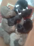 Nao