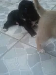 Nao