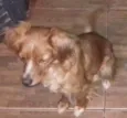 Bob lece belinha