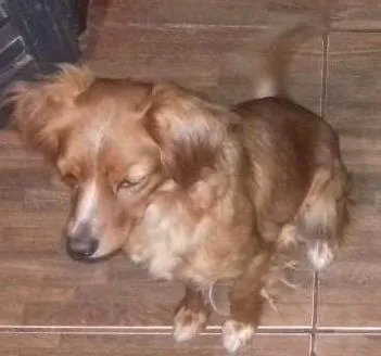 Cachorro ra a Sem rraça definida e a belinha é poodle idade 2 anos nome Bob lece belinha