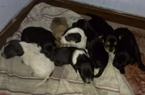 Cachorro raça Sem raça idade Abaixo de 2 meses nome Filhotes
