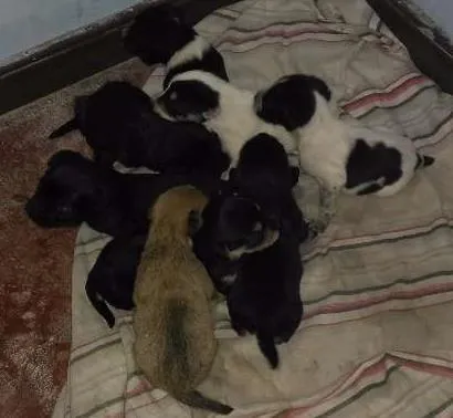 Cachorro ra a Sem raça idade Abaixo de 2 meses nome Filhotes