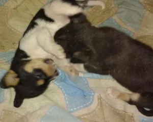 Cachorro raça Srd idade Abaixo de 2 meses nome Pitutinhos