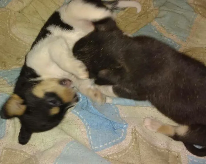 Cachorro ra a Srd idade Abaixo de 2 meses nome Pitutinhos