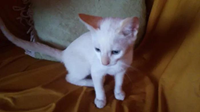 Gato ra a Vira lata idade 2 a 6 meses nome Lili, tales, ju