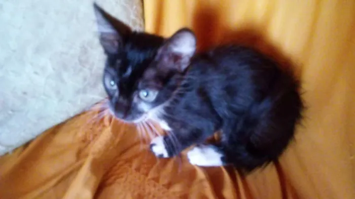 Gato ra a Vira lata idade 2 a 6 meses nome Lili, tales, ju