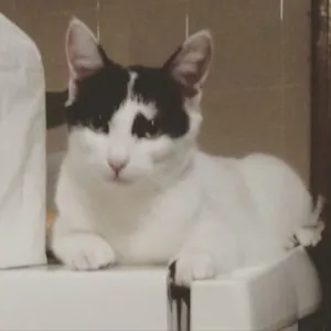 Gato raça SRD idade 7 a 11 meses nome Branquinha 