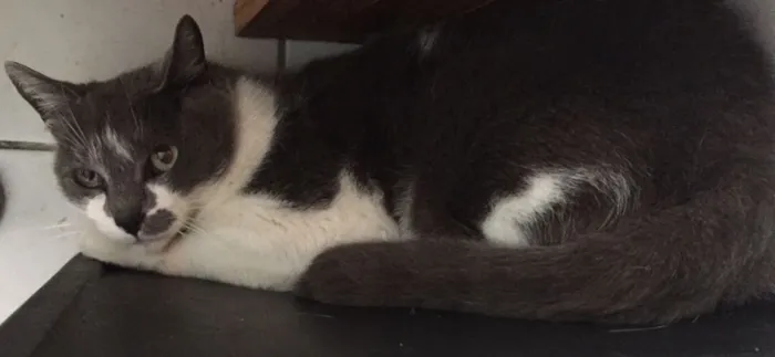 Gato ra a SRD idade 4 anos nome Chaplin
