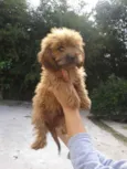 Bolinha
