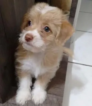 Cachorro raça Srd idade 2 a 6 meses nome Bebes Merce