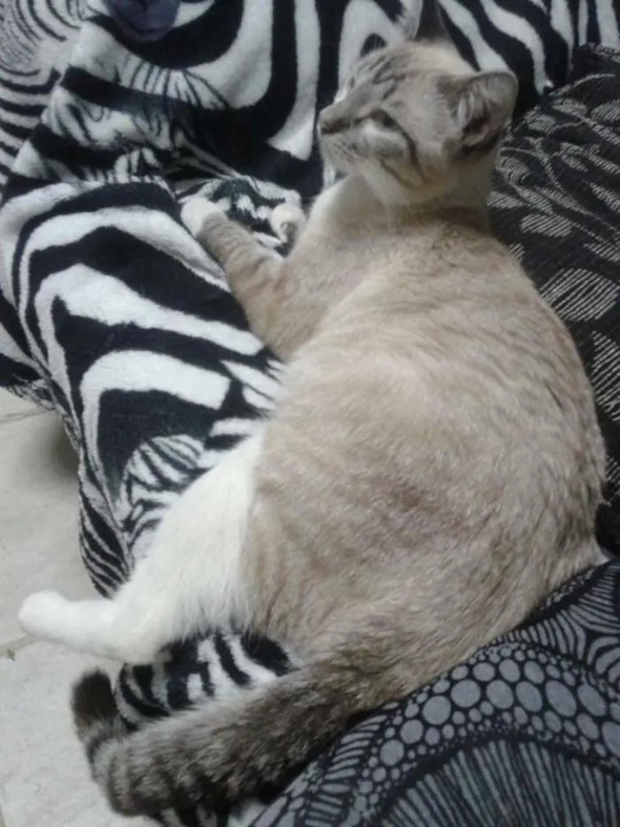 Gato ra a  idade 1 ano nome Nina