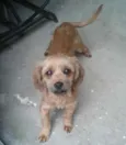 Bolinha