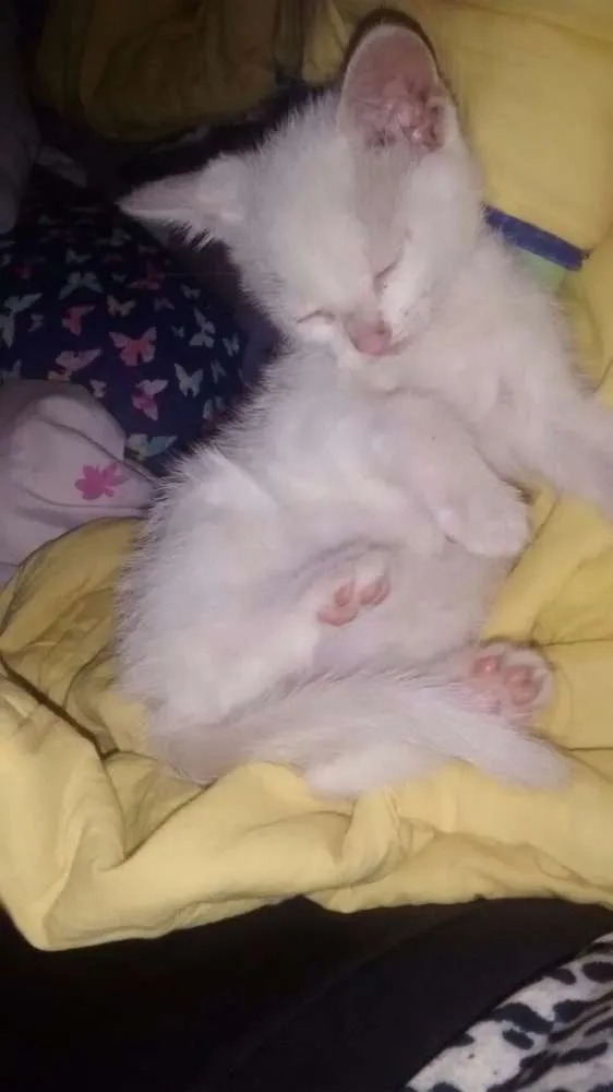 Gato ra a Nao sei idade Abaixo de 2 meses nome Filhote