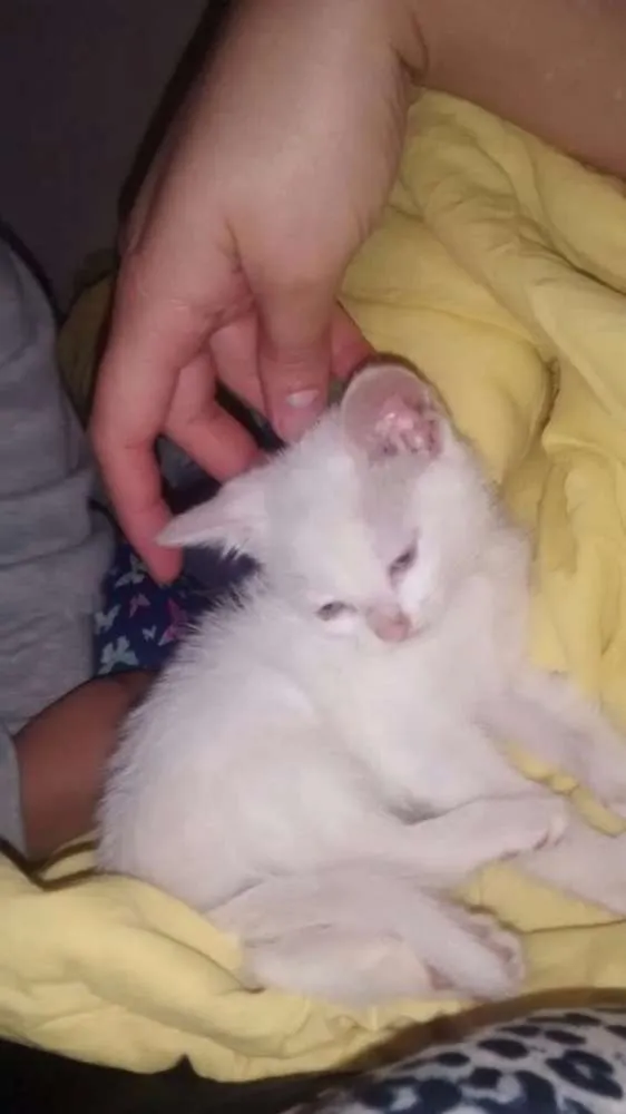 Gato ra a Nao sei idade Abaixo de 2 meses nome Filhote