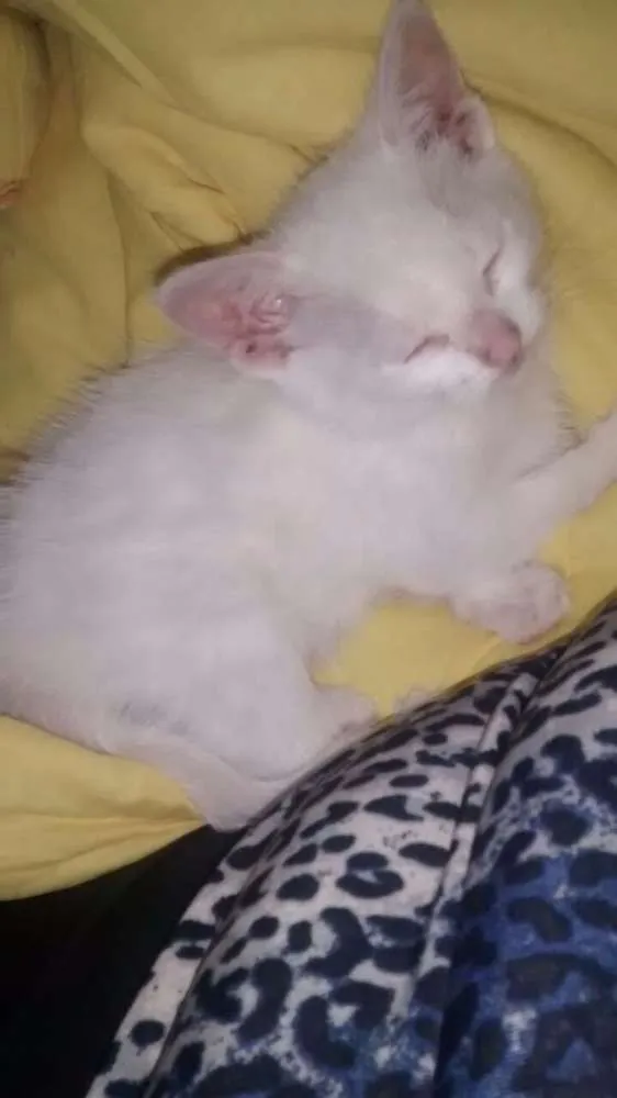 Gato ra a Nao sei idade Abaixo de 2 meses nome Filhote