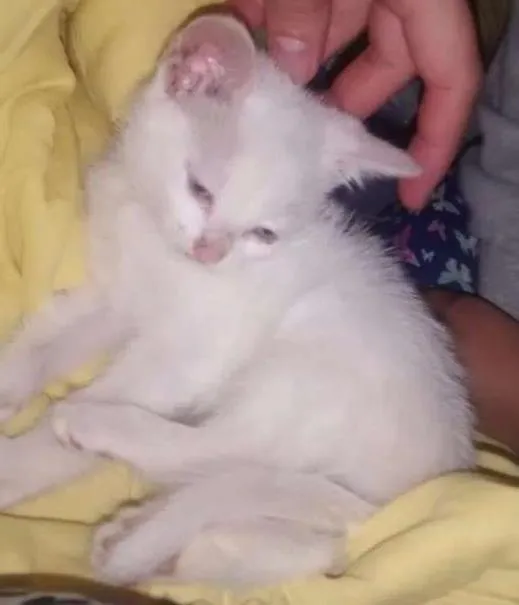 Gato ra a Nao sei idade Abaixo de 2 meses nome Filhote