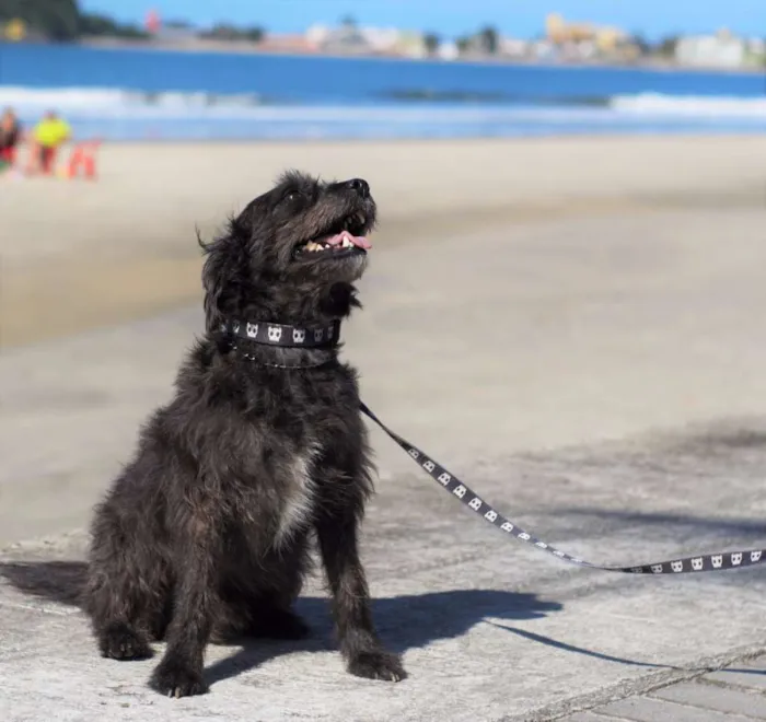Cachorro ra a SRD idade 3 anos nome Lupe