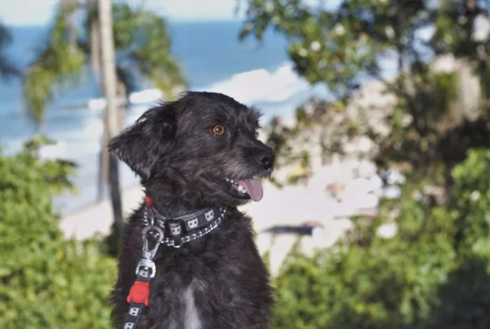 Cachorro ra a SRD idade 3 anos nome Lupe