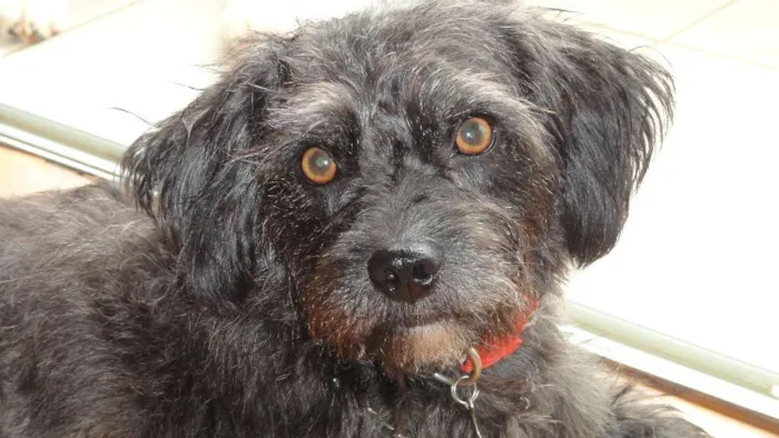 Cachorro ra a SRD idade 3 anos nome Lupe