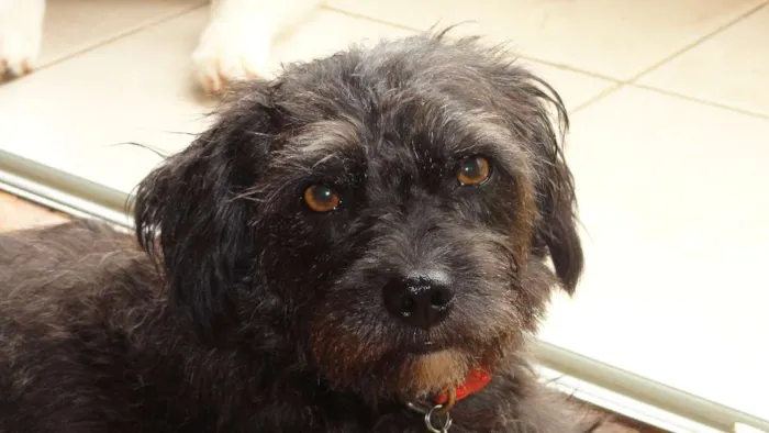 Cachorro ra a SRD idade 3 anos nome Lupe