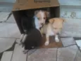 recemnacidos