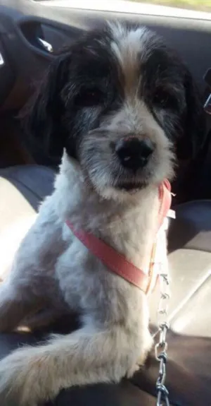 Cachorro raça SRD idade 1 ano nome Pepita