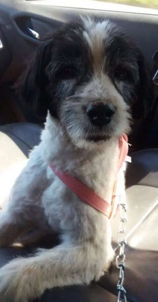 Cachorro ra a SRD idade 1 ano nome Pepita