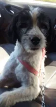 Pepita