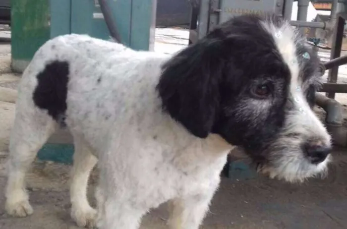 Cachorro ra a SRD idade 1 ano nome Pepita